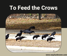 To Feed the Crows