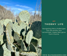 Life is a bed of thorns